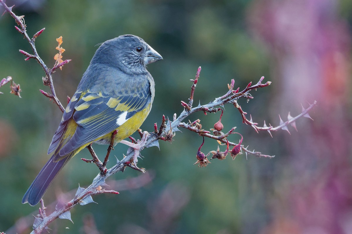 White-winged Grosbeak - ML181658561