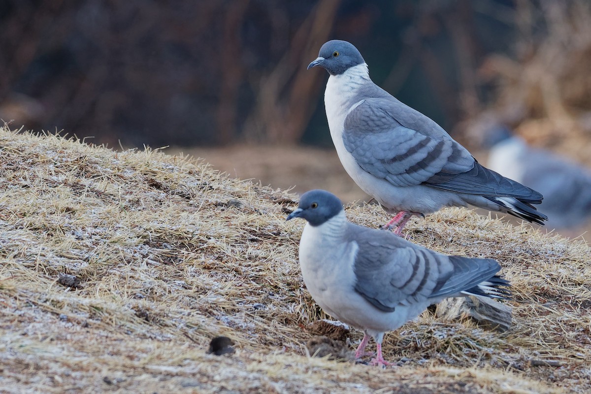 Snow Pigeon - ML181658601