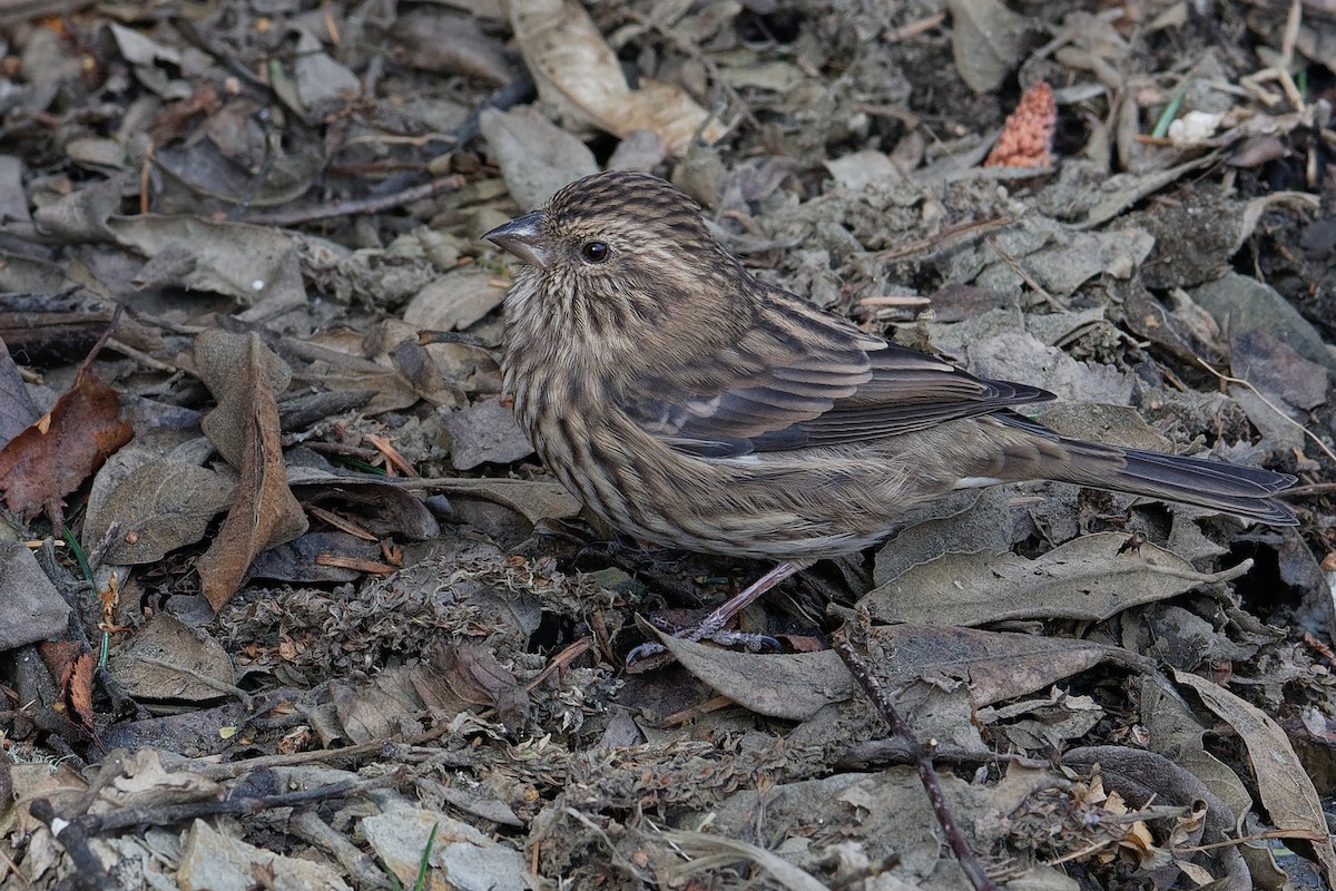 Himalayan Beautiful Rosefinch - Vincent Wang