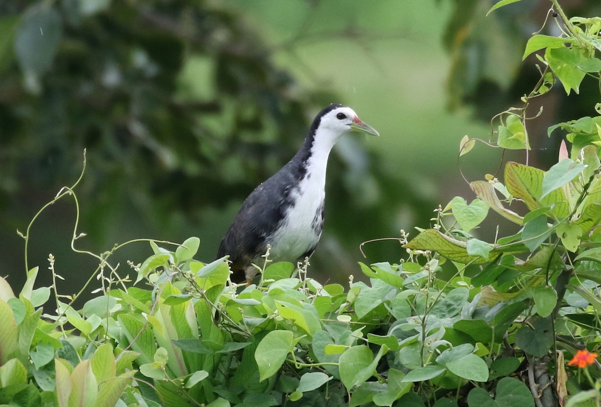 White-breasted Waterhen - ML181659031