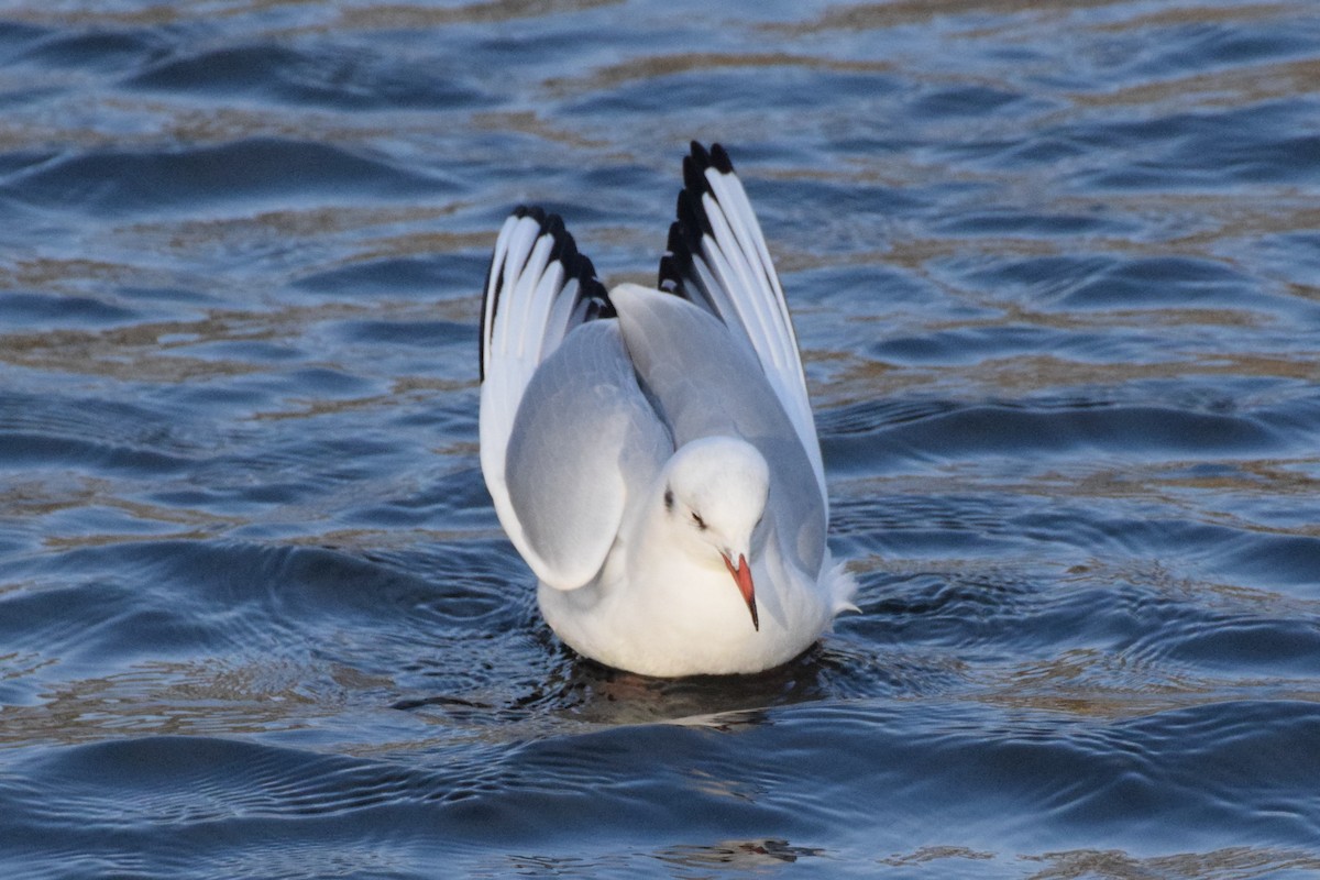 Black-headed Gull - ML181659641