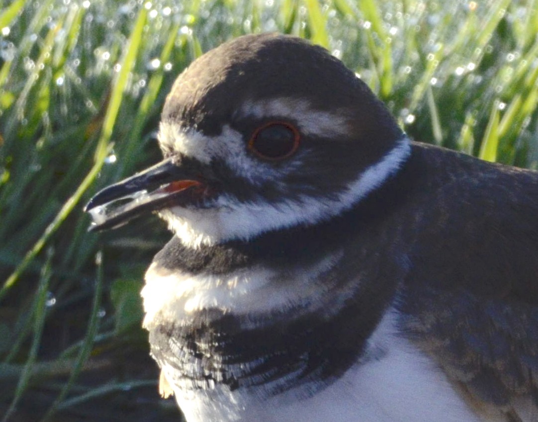 Killdeer - ML181660451