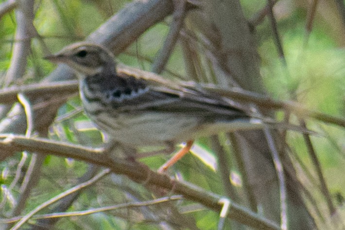 Tree Pipit - ML181660741