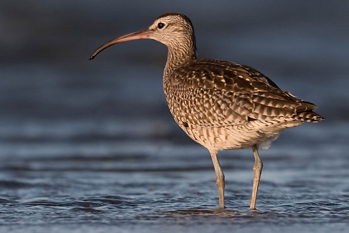 Whimbrel - Terence Alexander