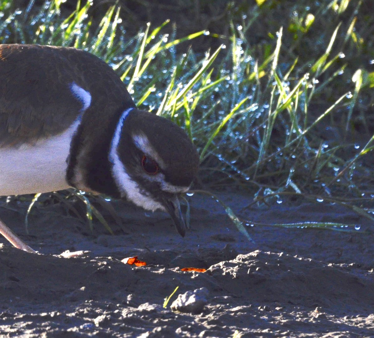 Killdeer - ML181661401