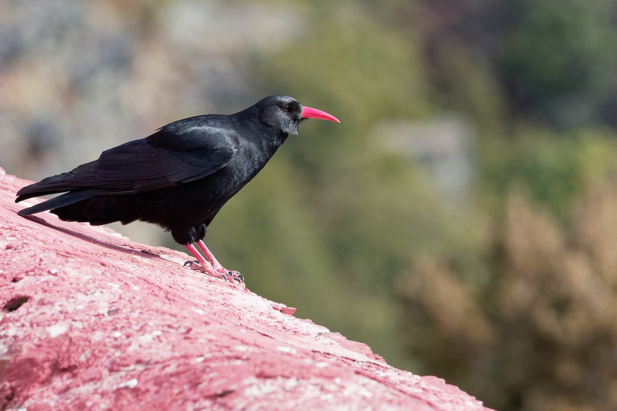 Red-billed Chough - ML181661501