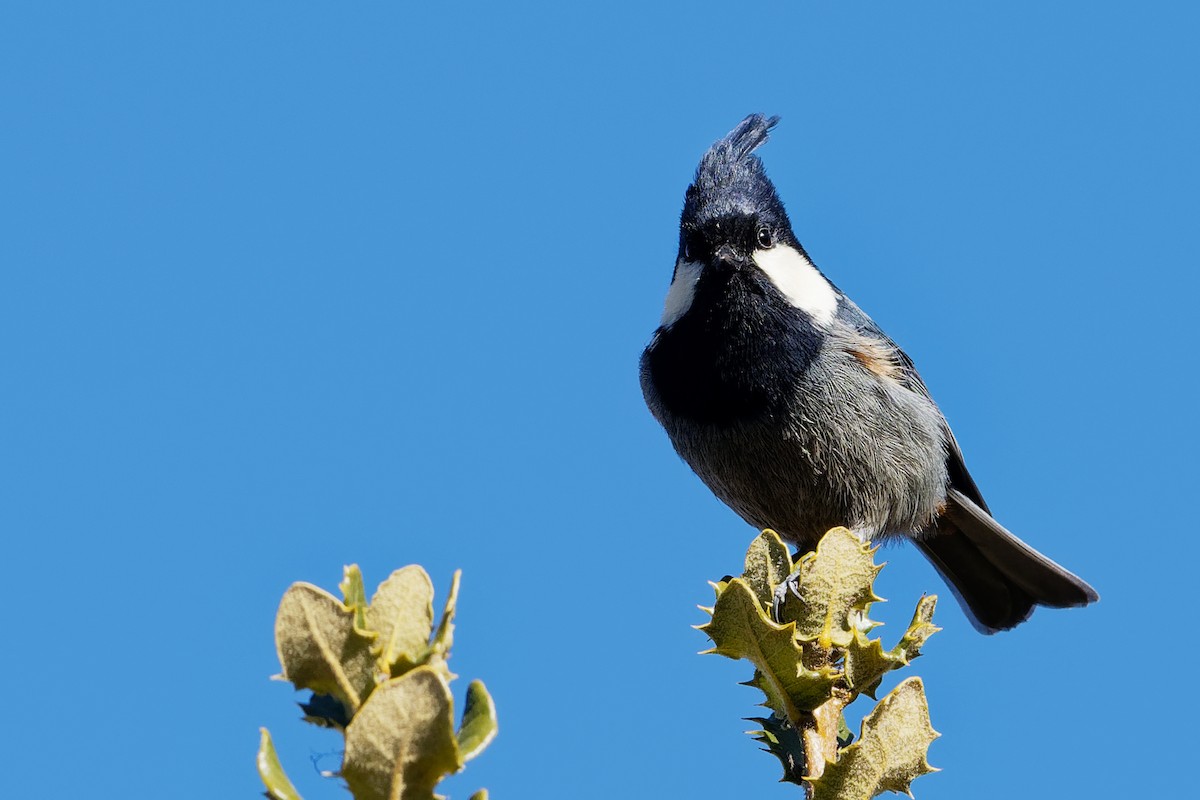Rufous-vented Tit - Vincent Wang