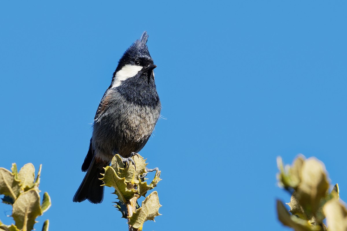 Rufous-vented Tit - Vincent Wang