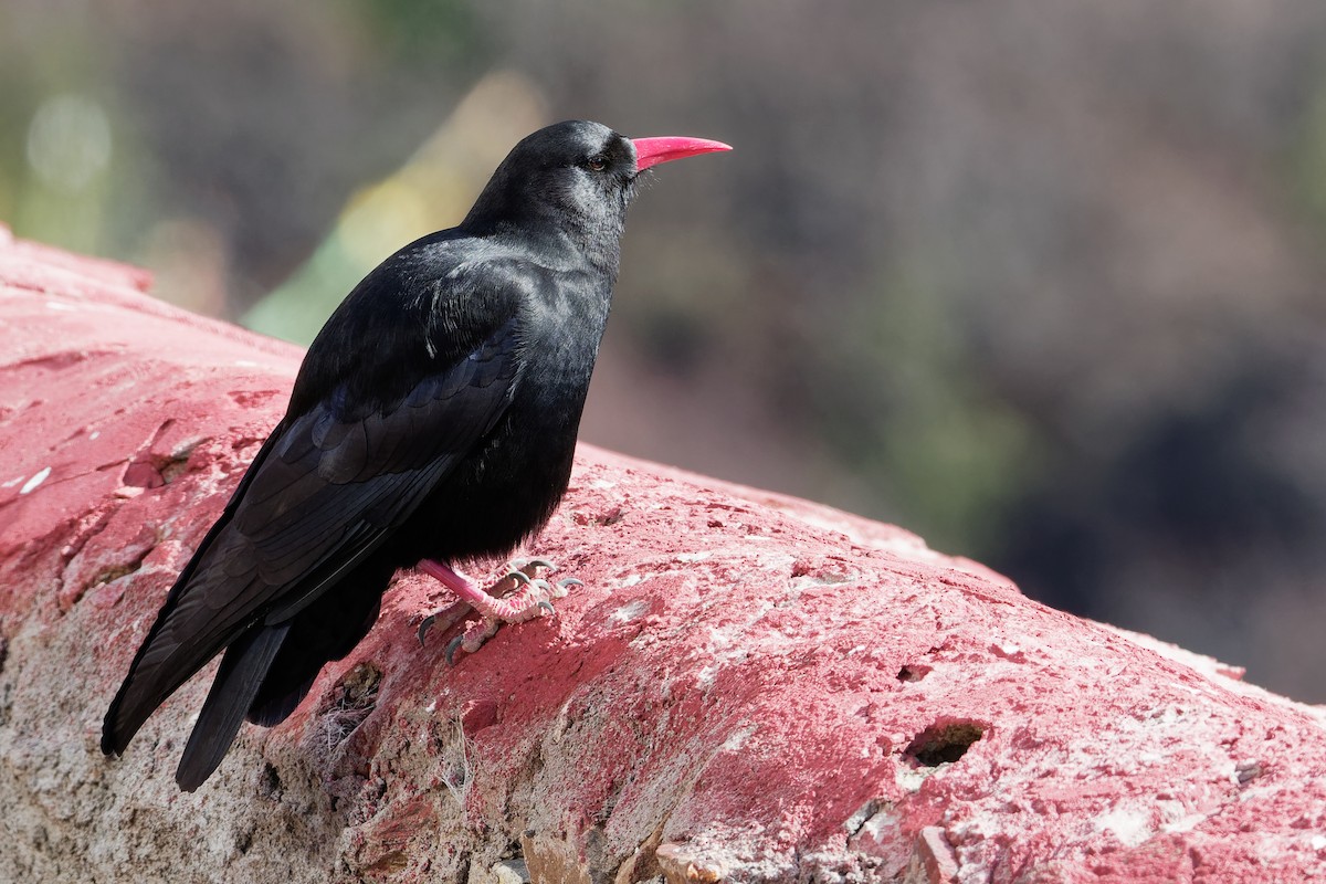 Red-billed Chough - ML181661581