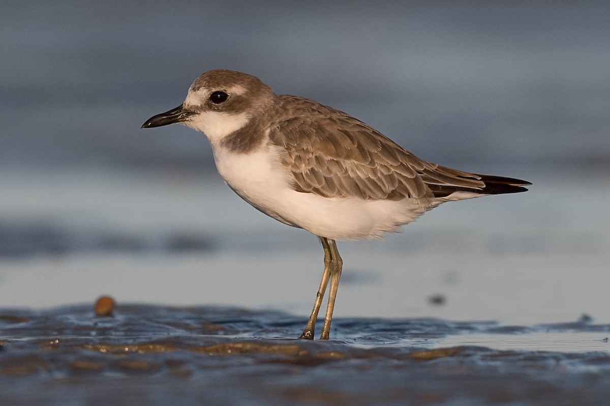 Greater Sand-Plover - Terence Alexander