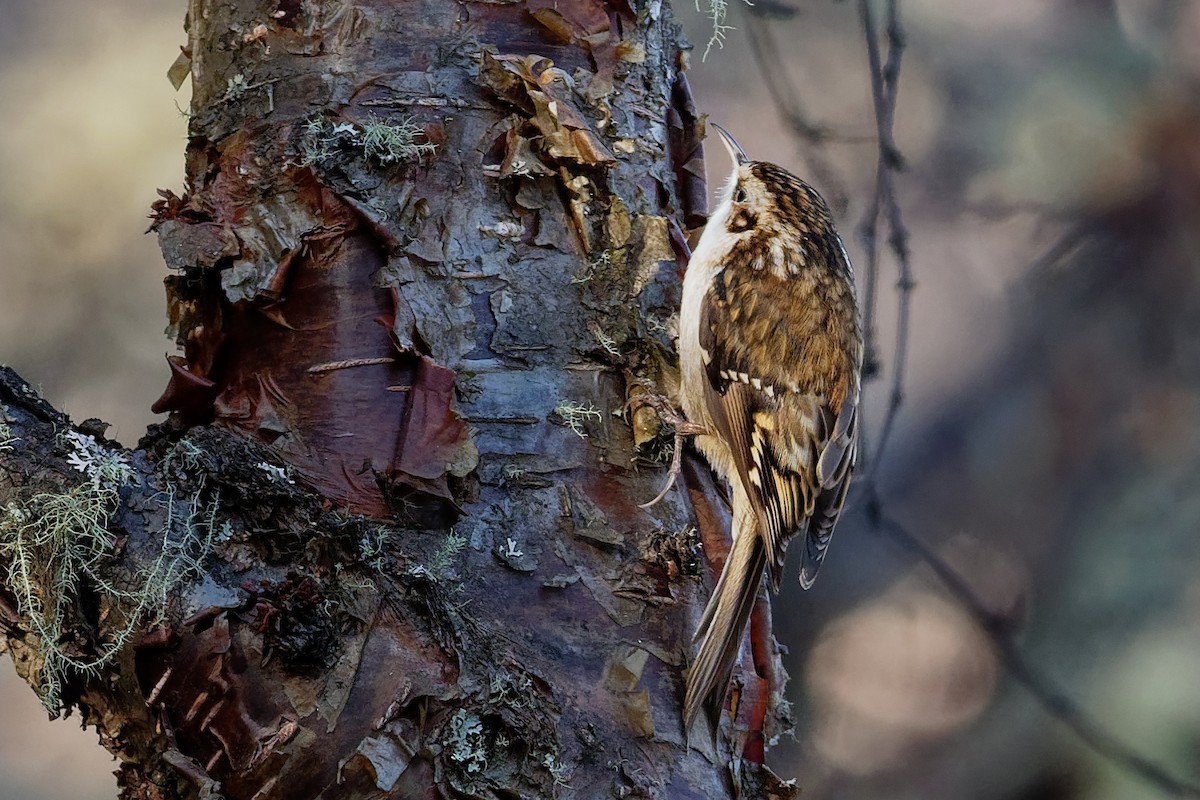 Hodgson's Treecreeper - ML181662721