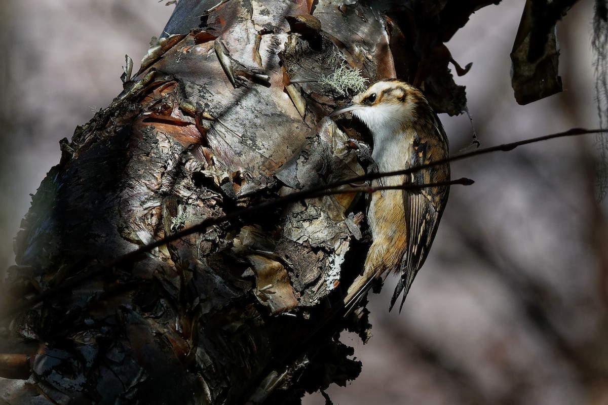 Hodgson's Treecreeper - ML181662731