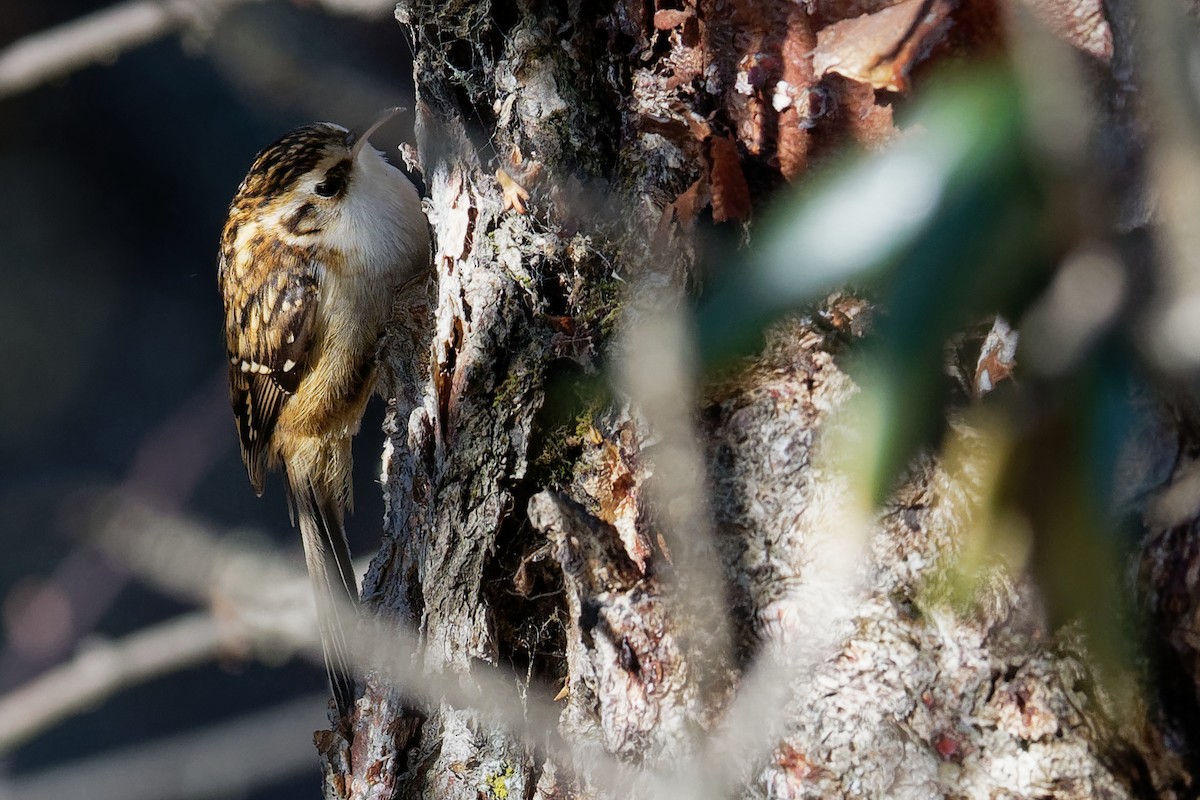 Hodgson's Treecreeper - ML181662781