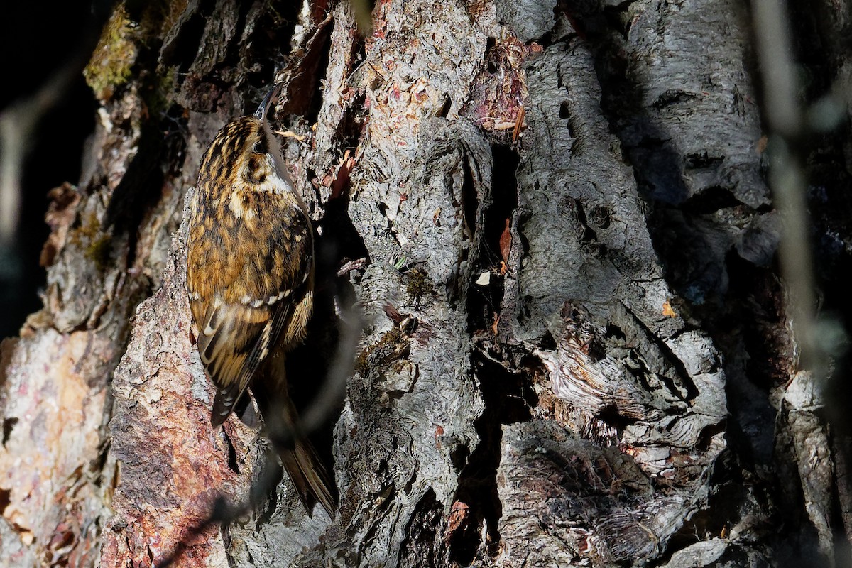 Hodgson's Treecreeper - ML181662891