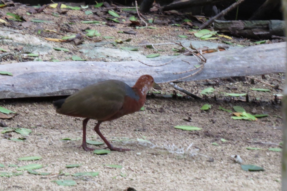 Rufous-necked Wood-Rail - Beverley Scott