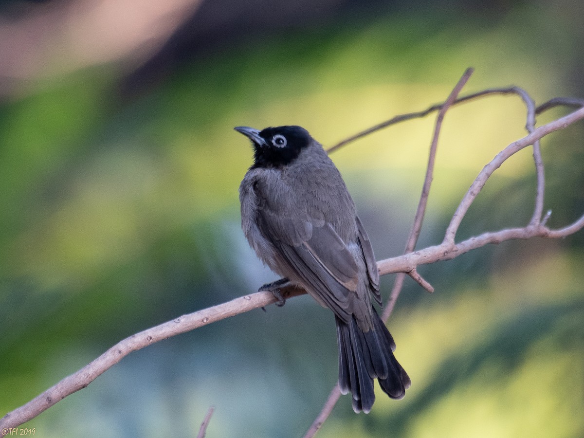 White-spectacled Bulbul - ML181664001