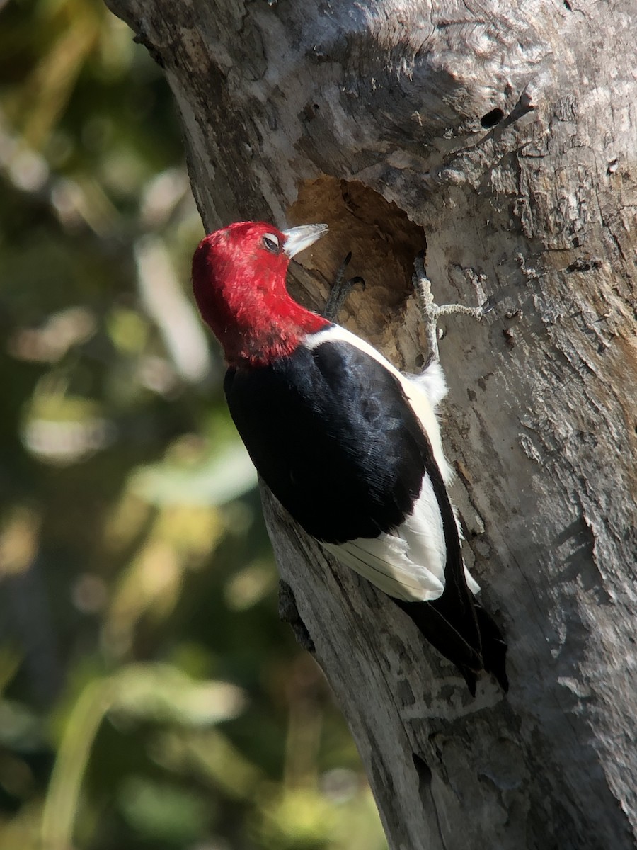 Red-headed Woodpecker - ML181665181