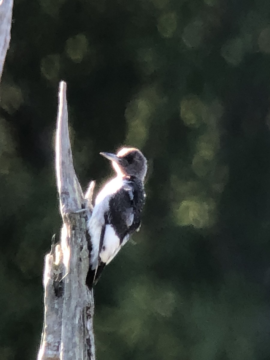 Red-headed Woodpecker - ML181665261