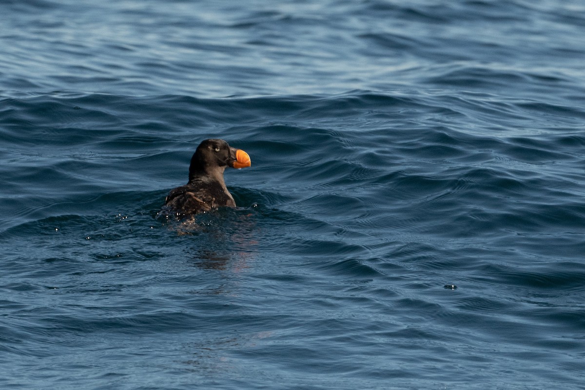 Tufted Puffin - ML181665621