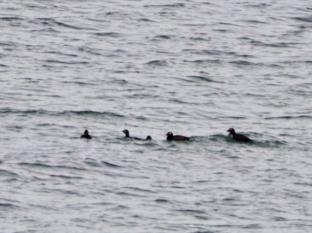 White-winged Scoter - ML181666091