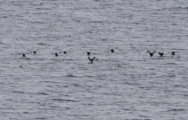 White-winged Scoter - ML181666101