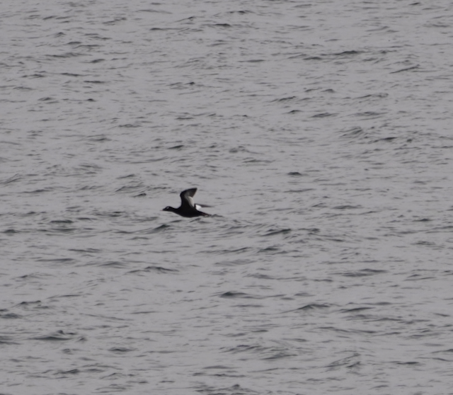 White-winged Scoter - ML181666111