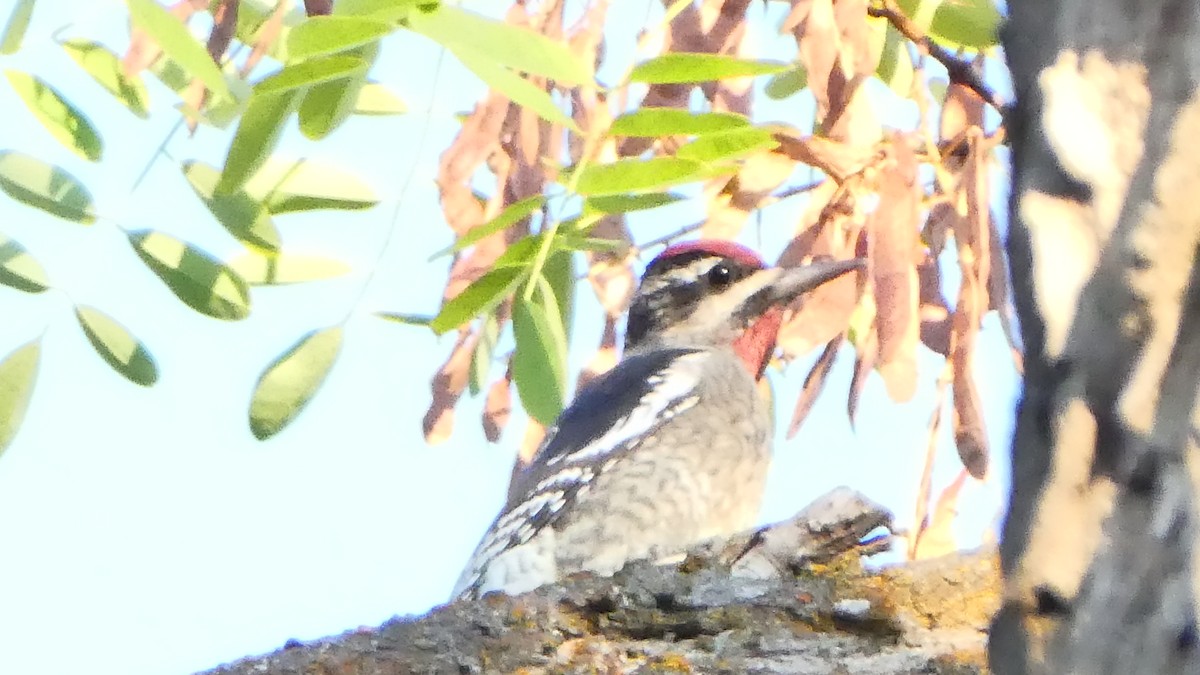 Red-naped Sapsucker - Brandon Weber