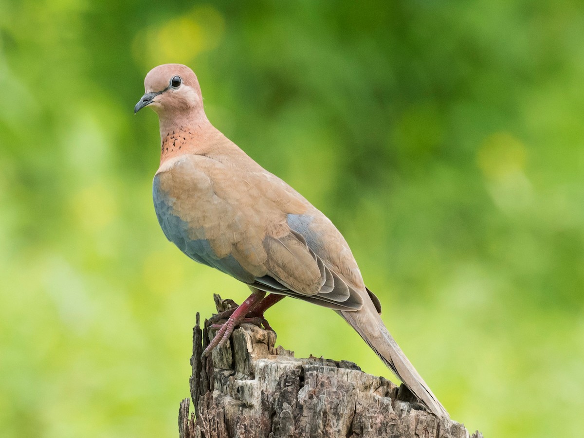 Laughing Dove - ML181669201