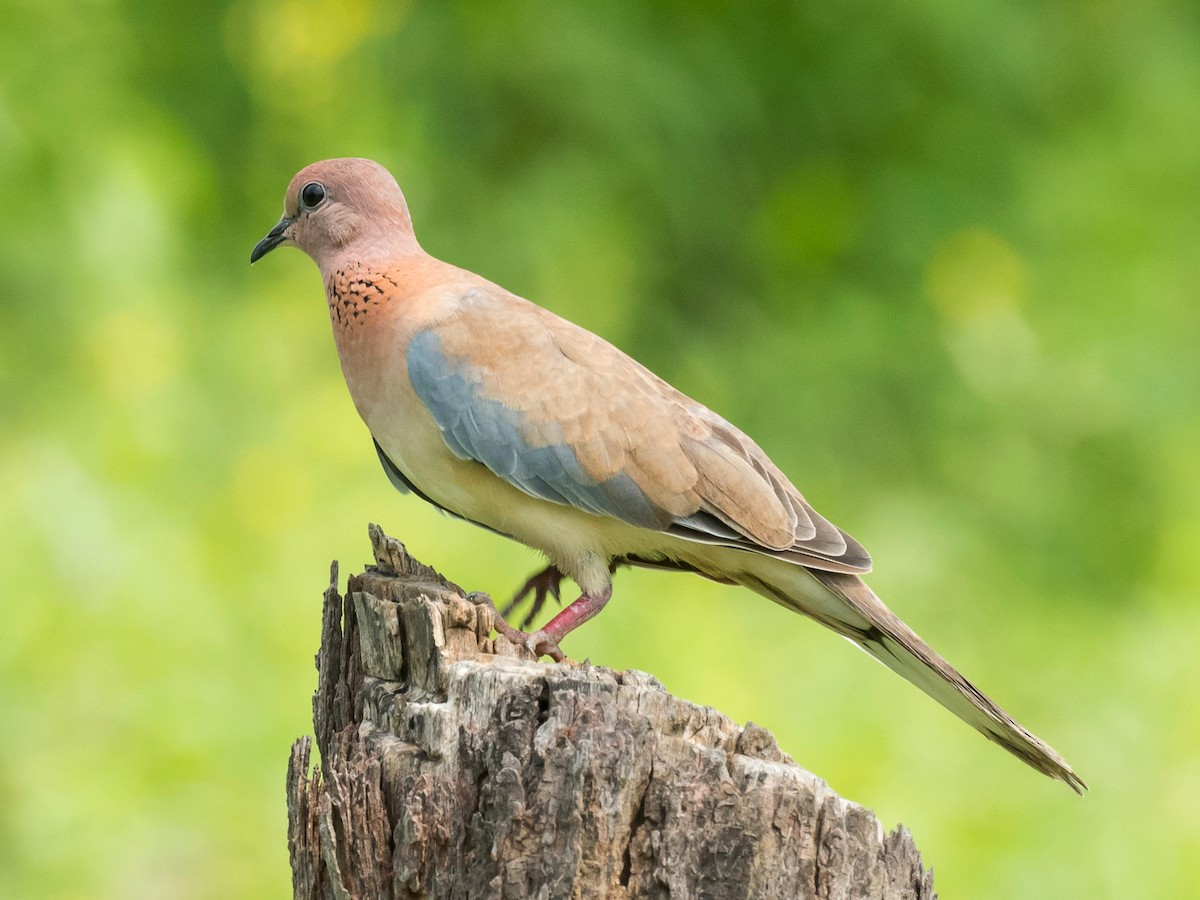 Laughing Dove - ML181669221
