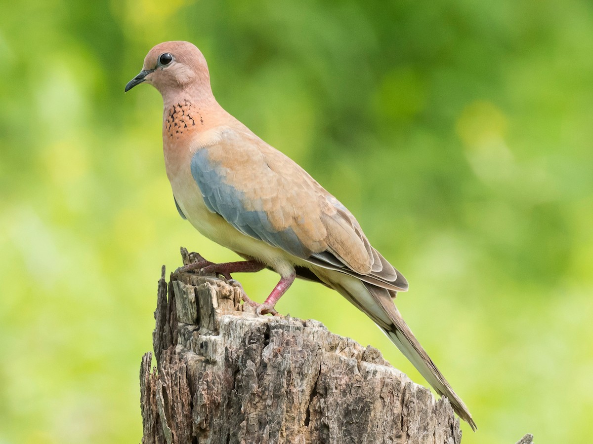 Laughing Dove - ML181669231