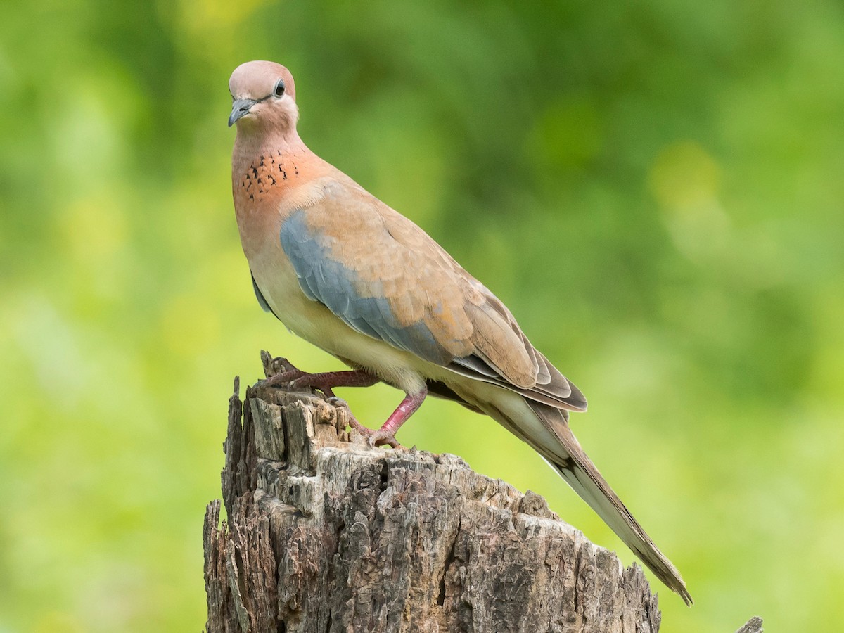 Laughing Dove - ML181669241