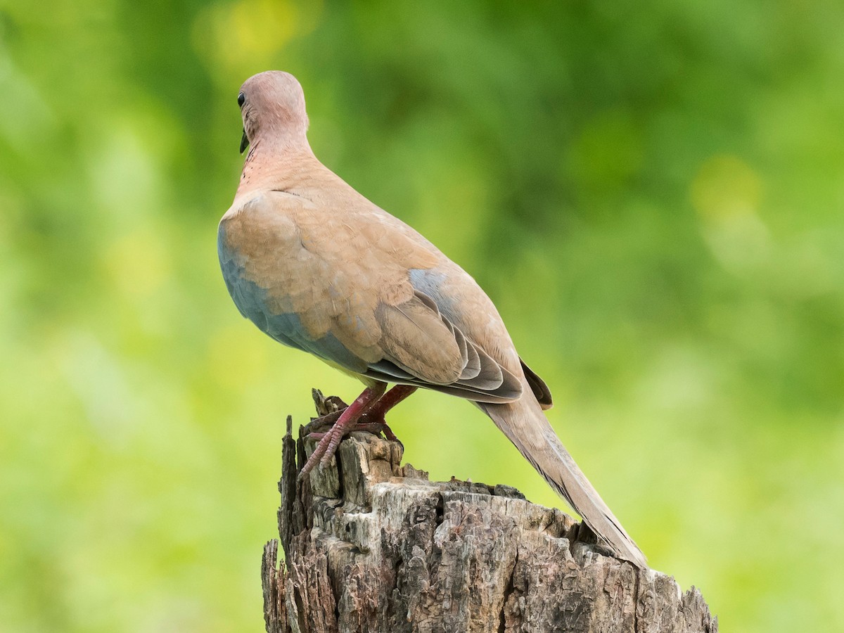 Laughing Dove - ML181669281
