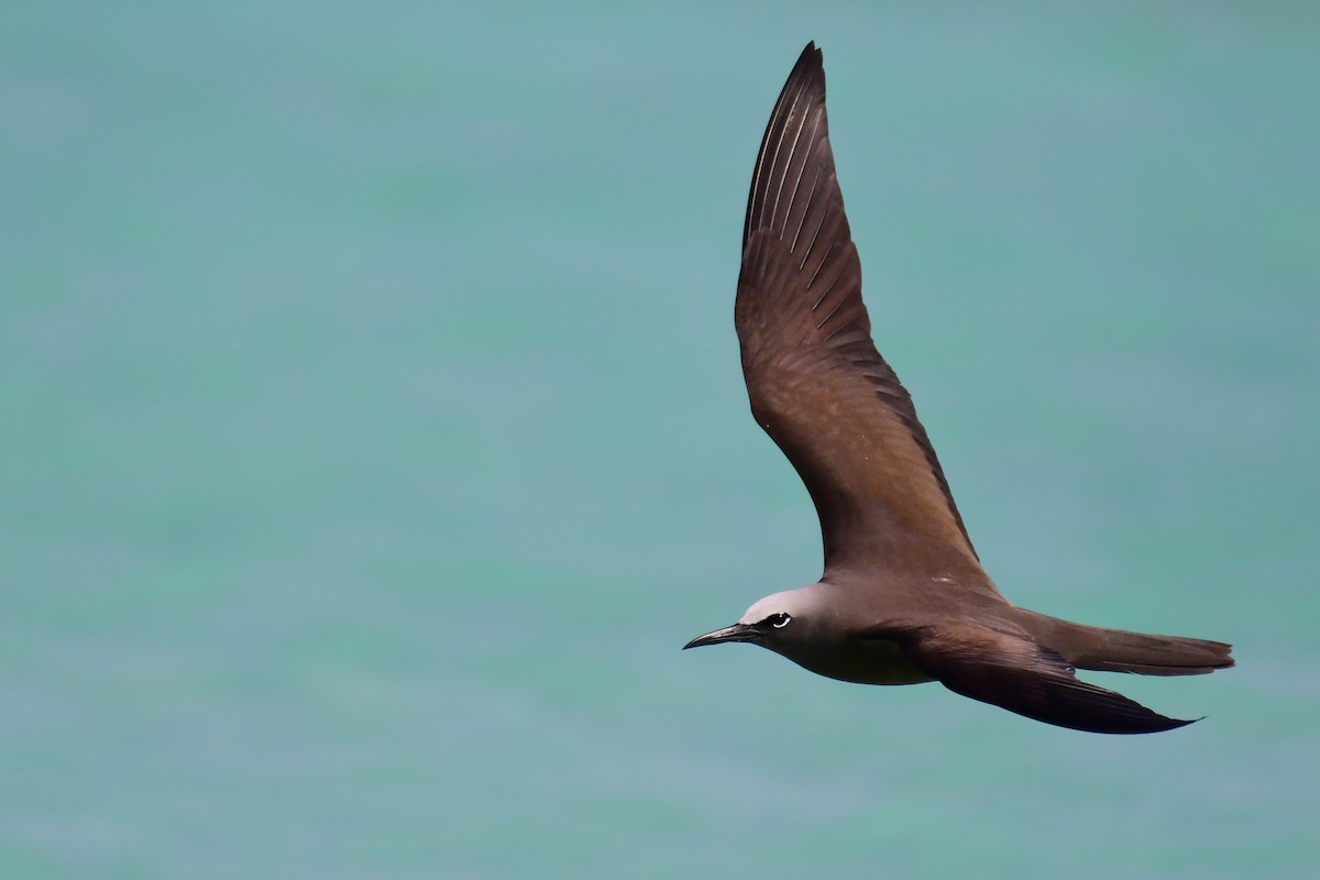 Brown Noddy - ML181669591