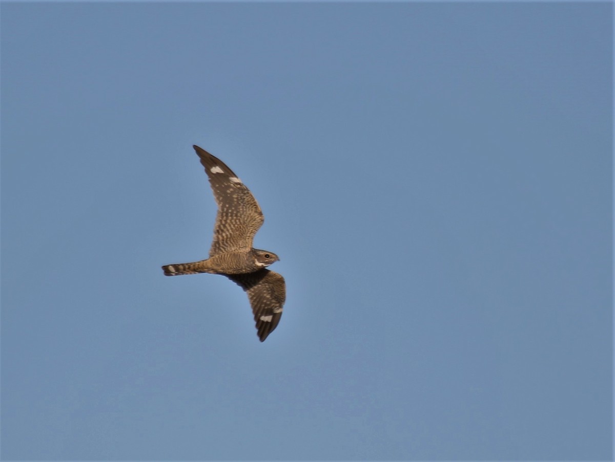 Lesser Nighthawk - ML181670091