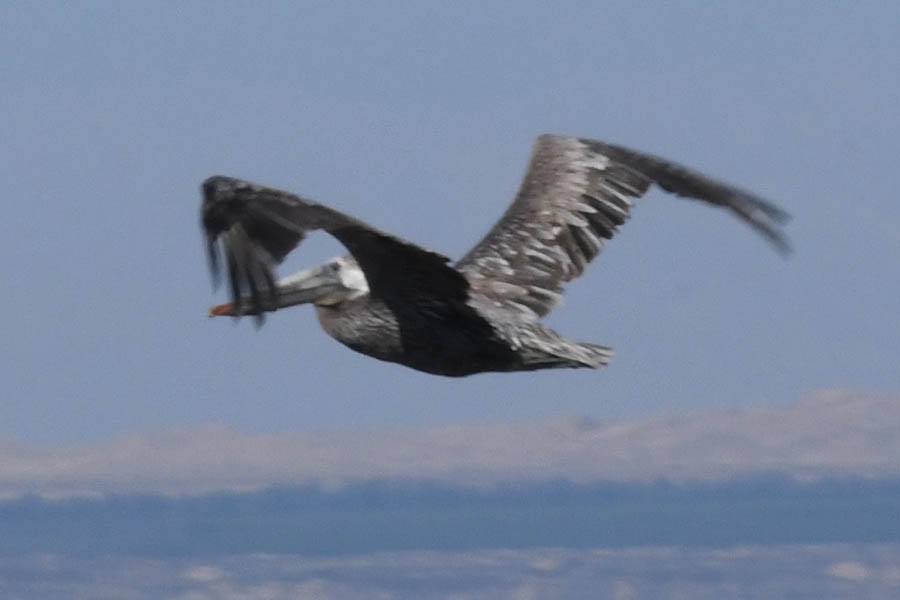 Brown Pelican - ML181671031