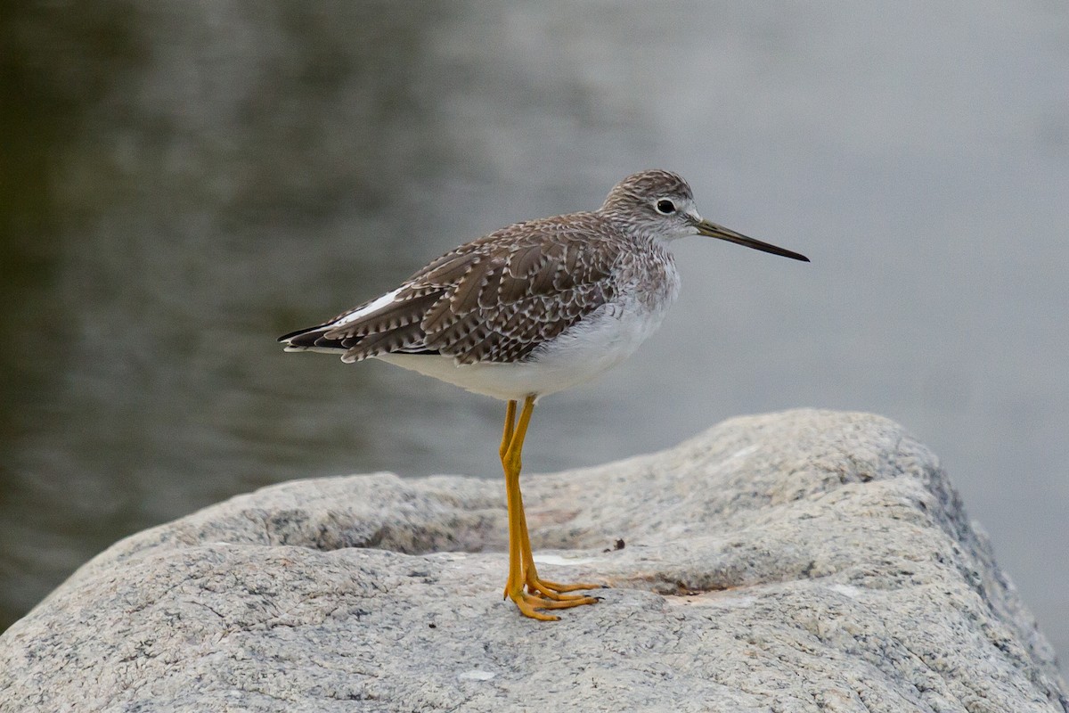 Greater Yellowlegs - Peter Kennerley