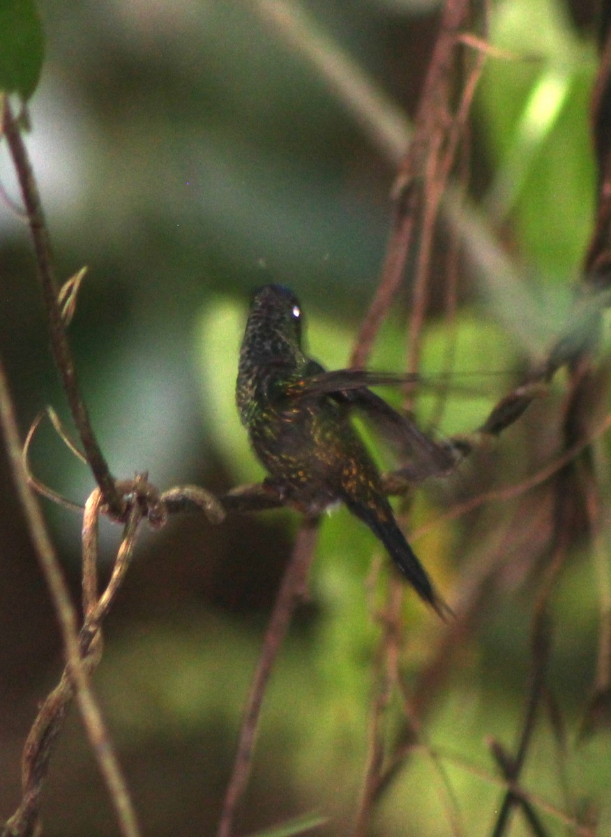 Mexican Woodnymph - ML181672681