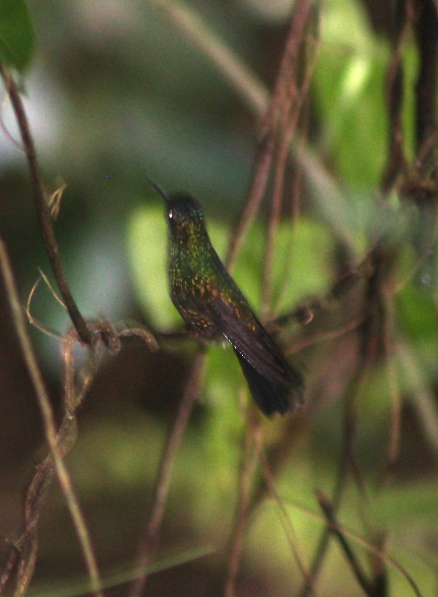 Mexican Woodnymph - ML181672711