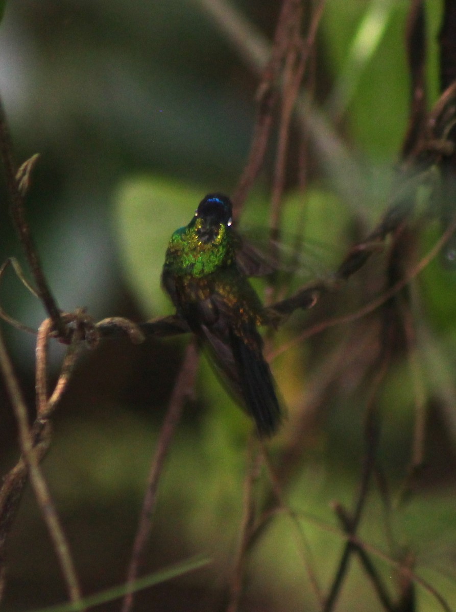 Mexican Woodnymph - ML181672721