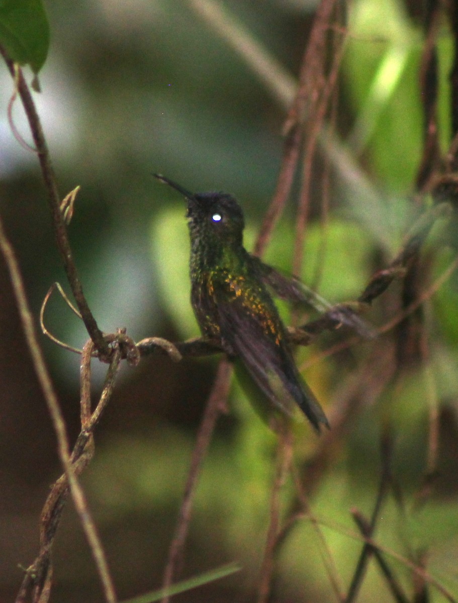 Mexican Woodnymph - ML181672761