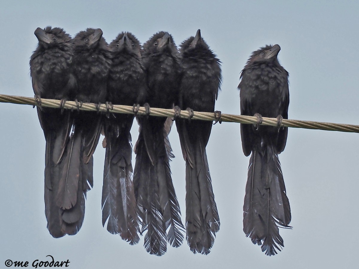 Groove-billed Ani - Mary Goodart