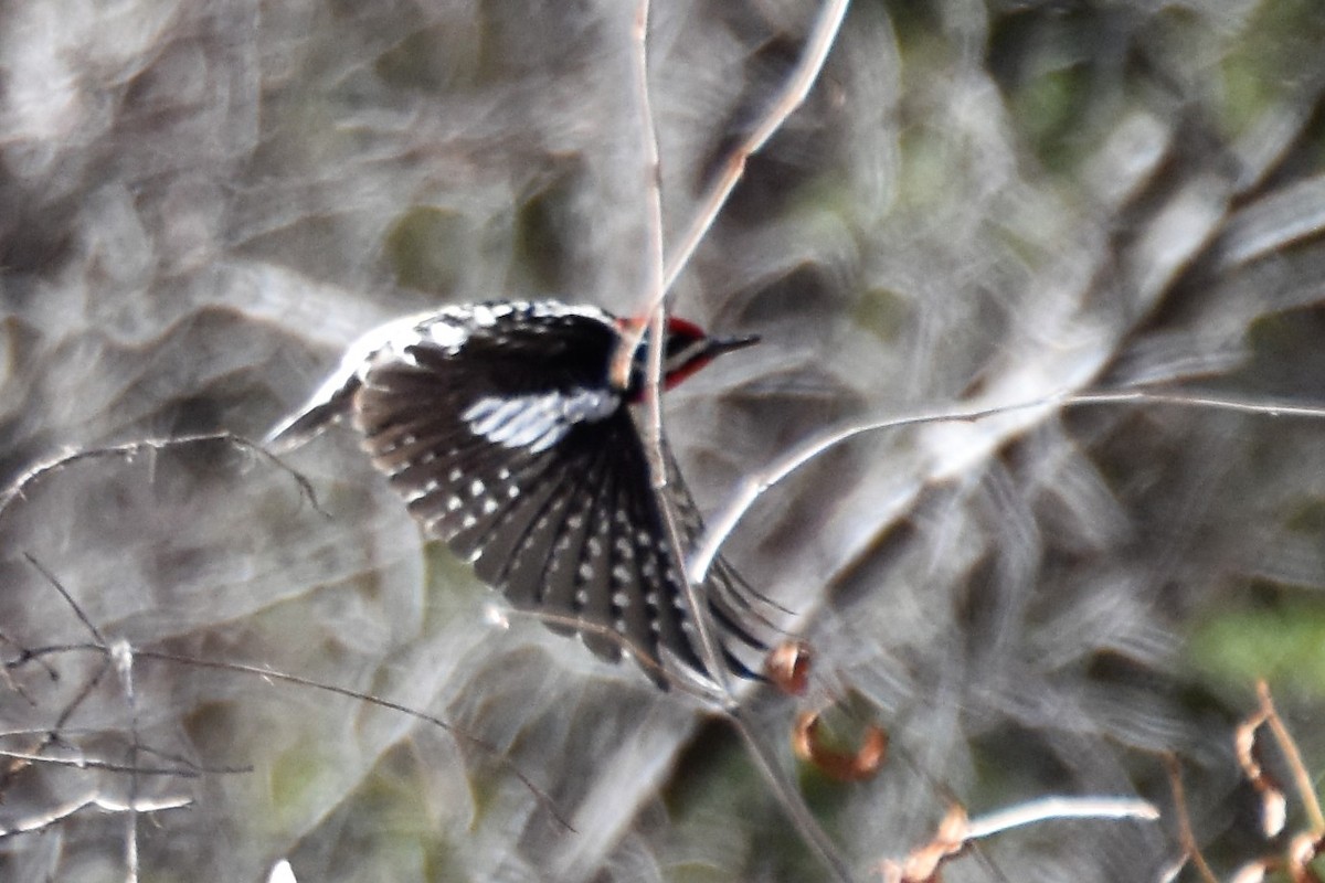 Red-naped Sapsucker - ML181679601