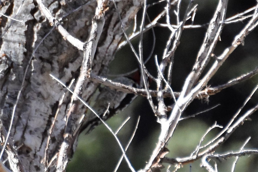 Red-naped Sapsucker - ML181679621