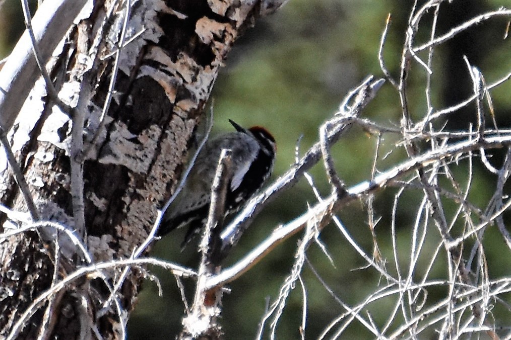 Red-naped Sapsucker - ML181679631