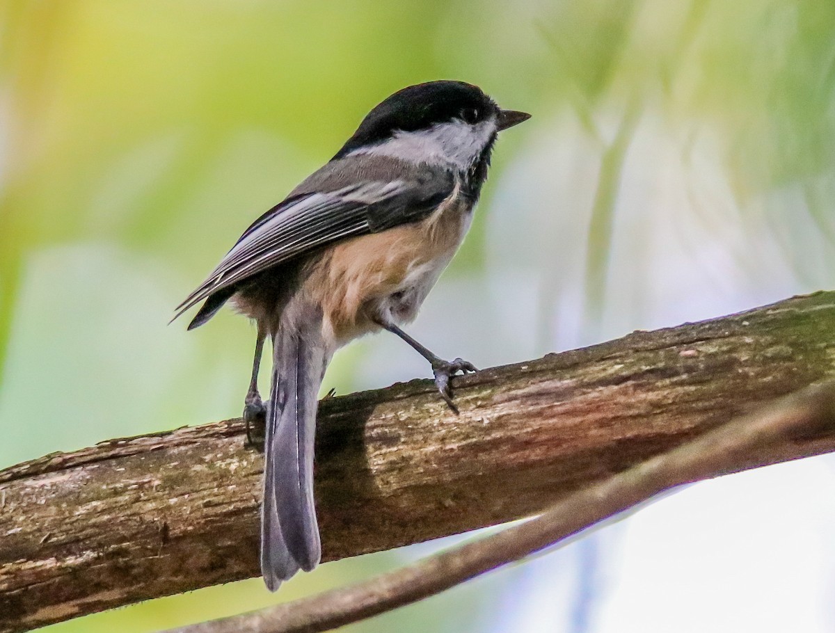 Black-capped Chickadee - Christine Andrews