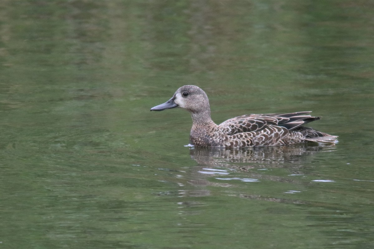 Blue-winged Teal - Brendan  Fogarty