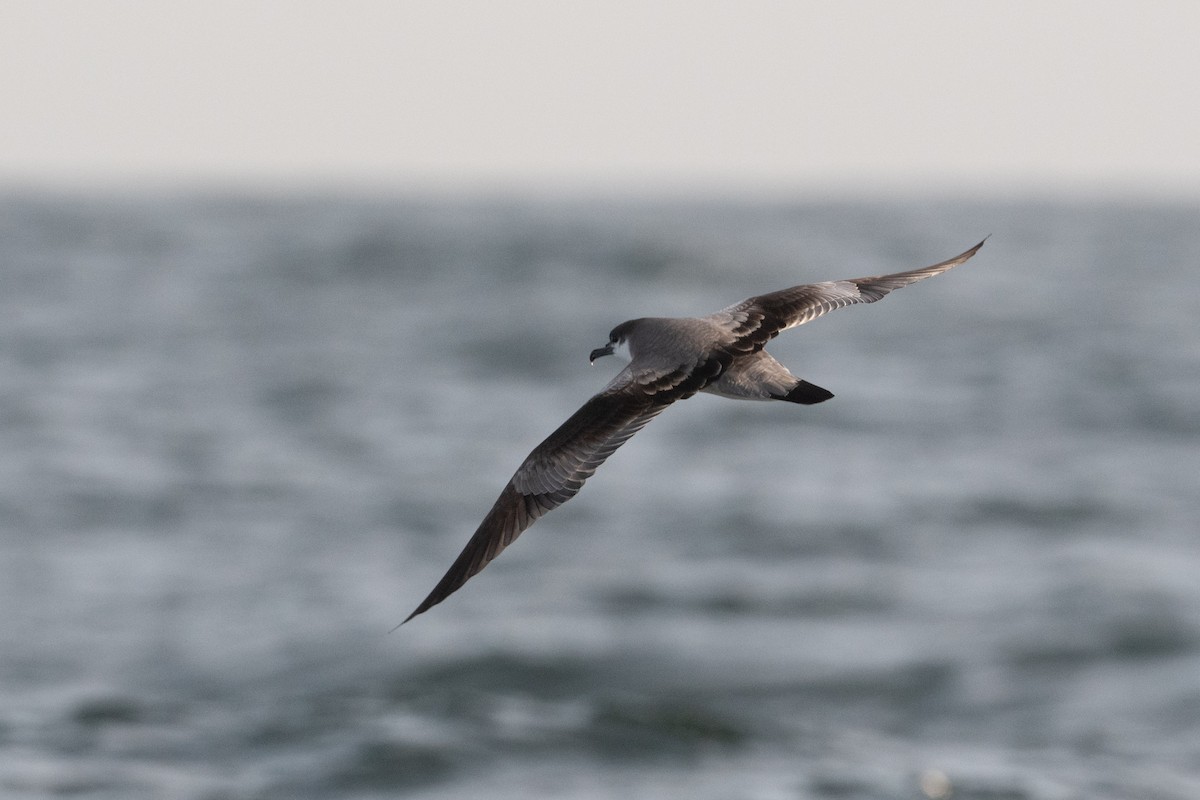 Buller's Shearwater - ML181686391