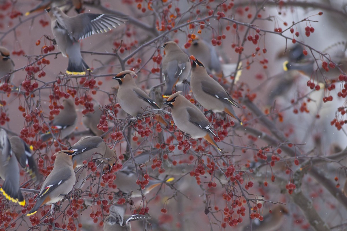 Bohemian Waxwing - Michael Todd