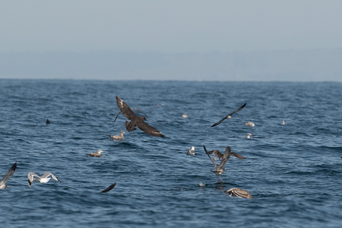 South Polar Skua - ML181687081