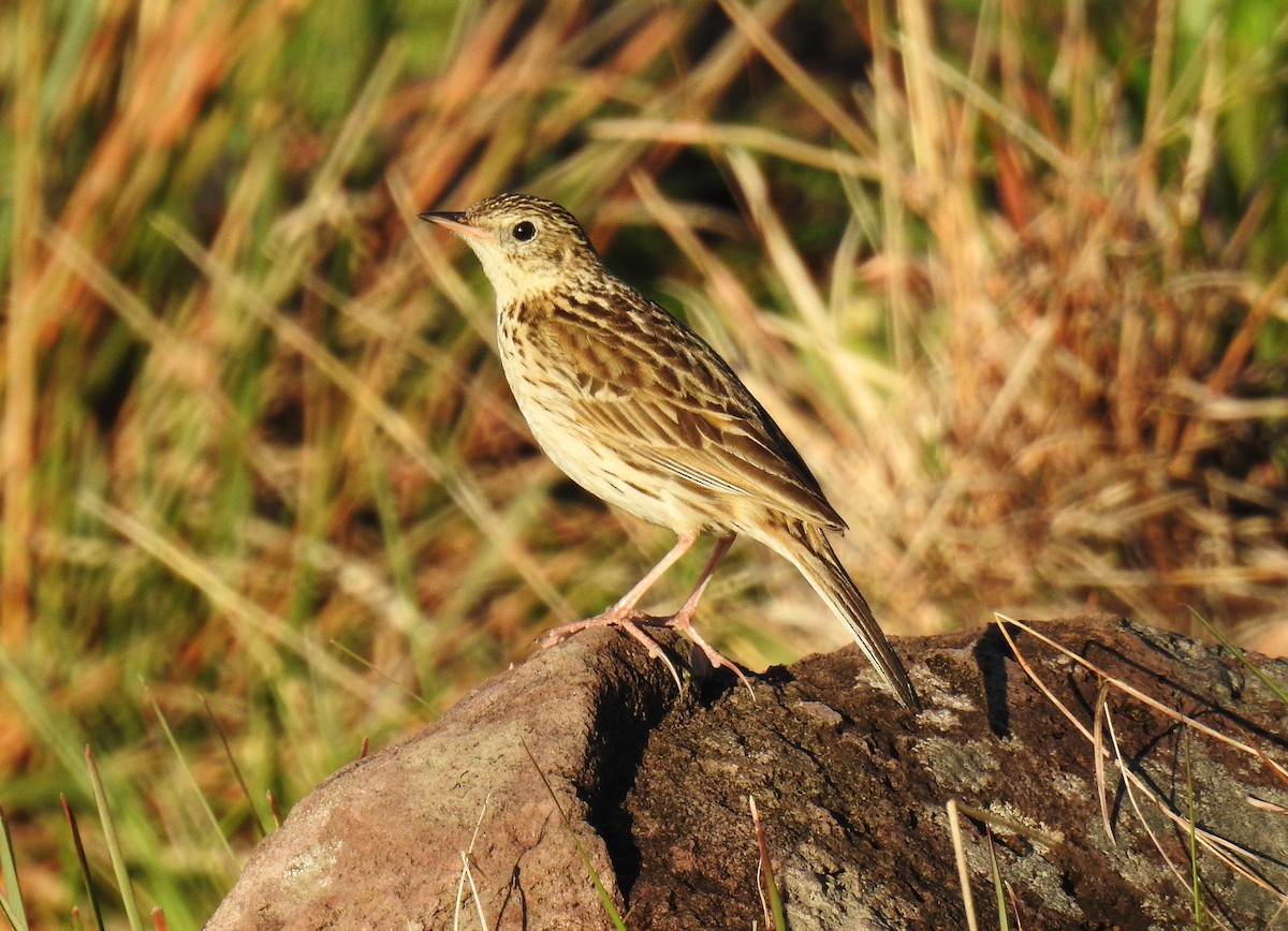 Hellmayr's Pipit - ML181687201